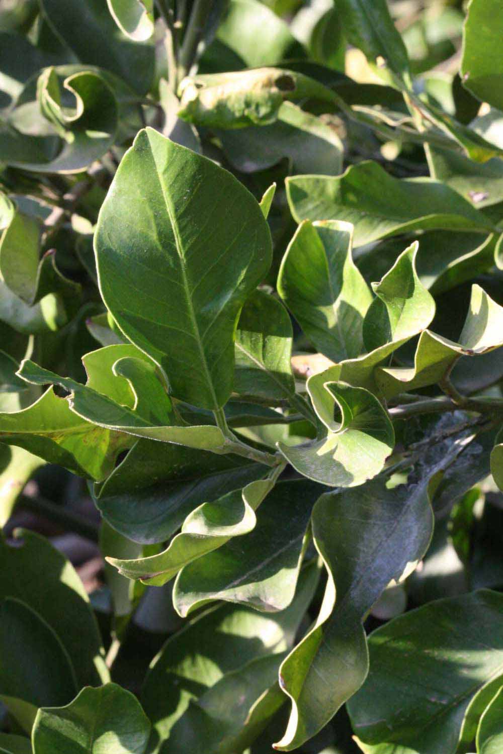              Sun leaves (Riverside, CA)       